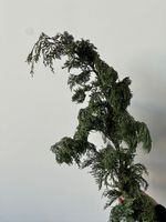 Ветка хвои - КИПАРИС