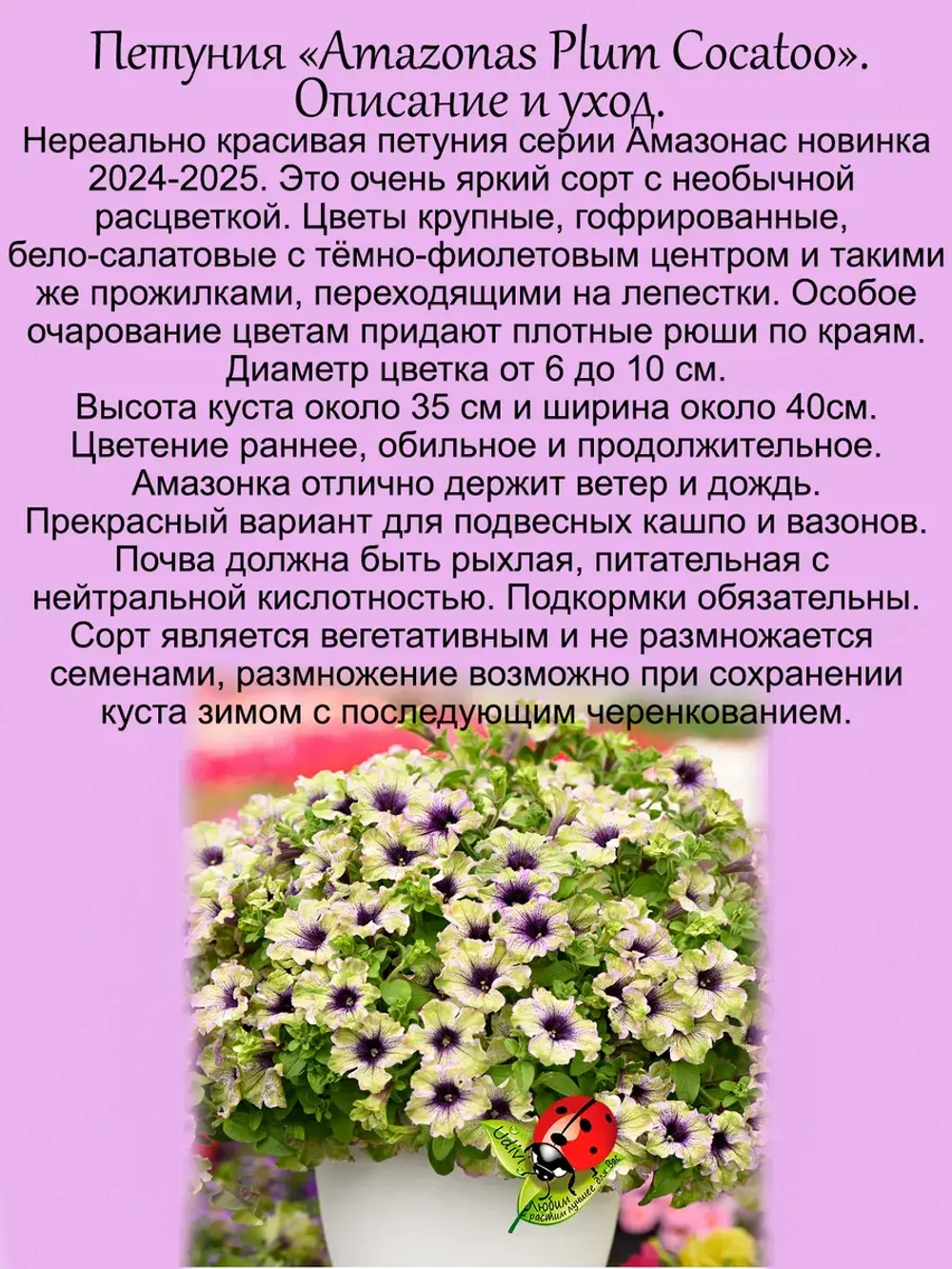 Петуния Амазонас Плам Кокату вегетативная