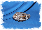 Конус ахатинус (Conus achatinus)