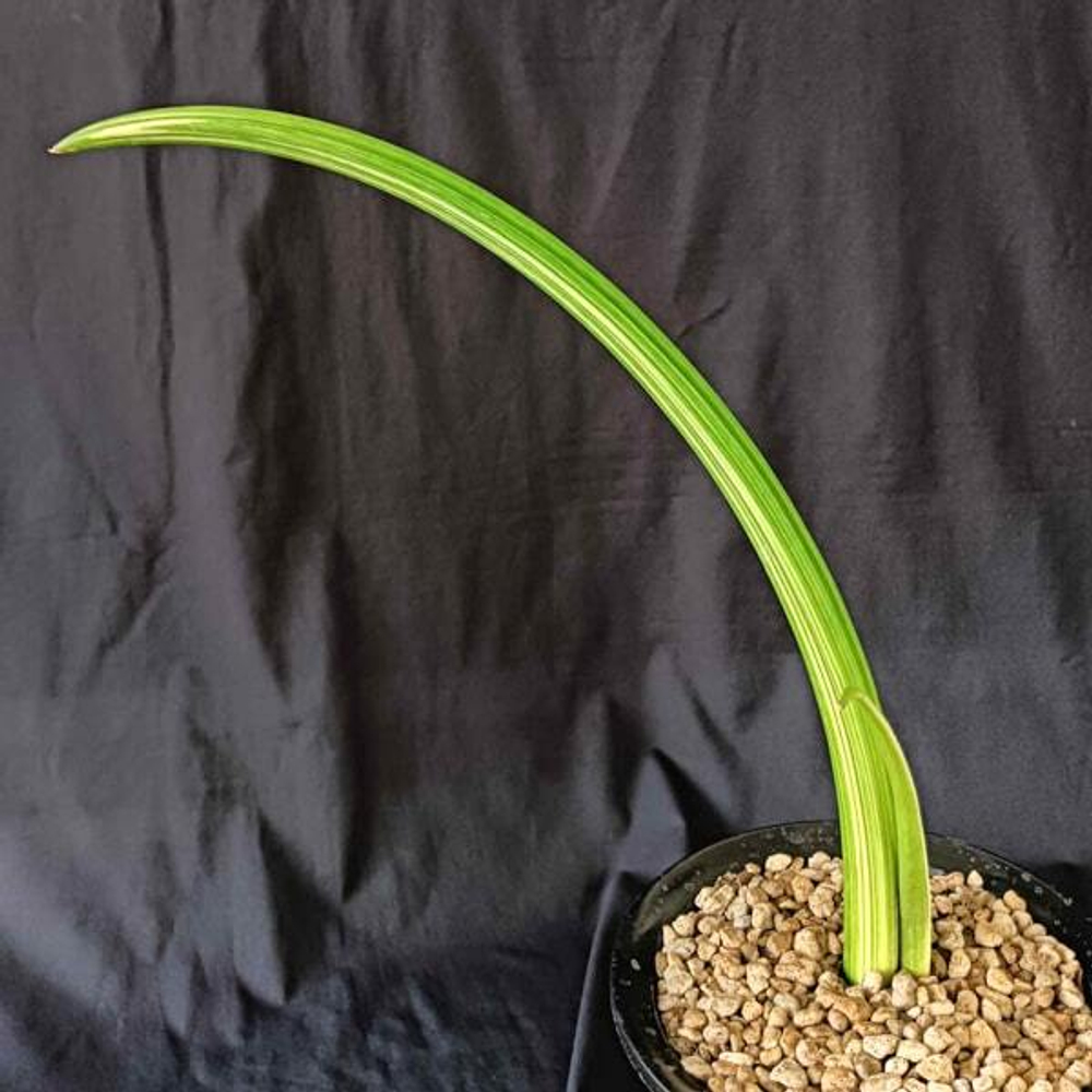 Сансевиерия CANARICULATA VAR