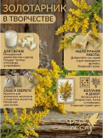 Золотарник (Золотая розга) для свечей