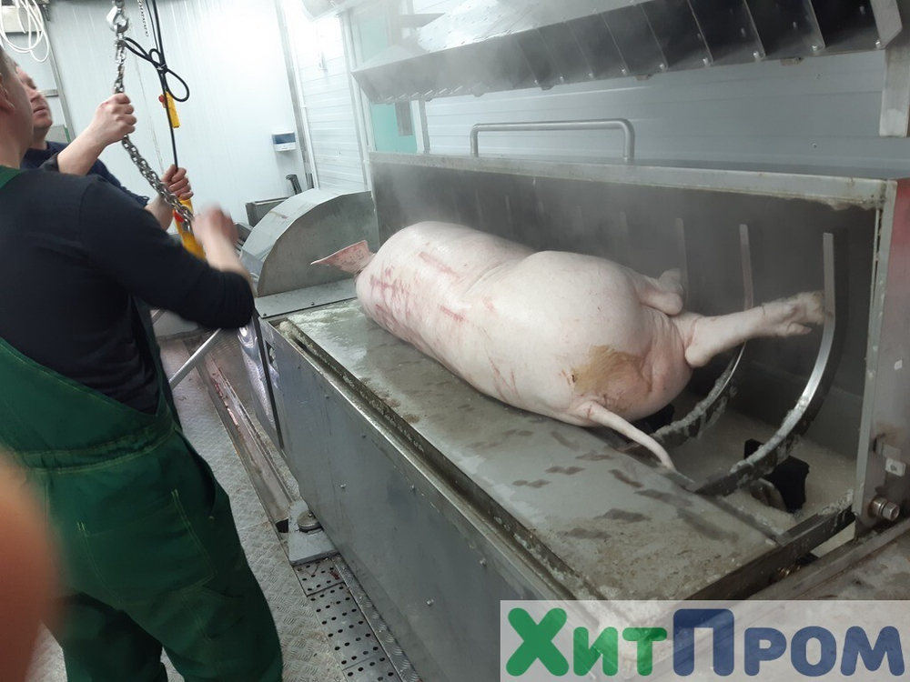 Комплекс убоя свиней до 15 голов/час с охлаждением полутуш. Благовещенск