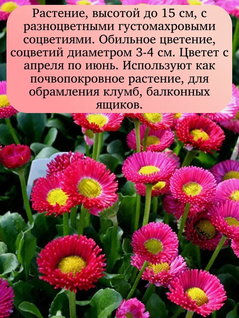 Семена Маргаритка Смесь окрасок 0,5 грамм