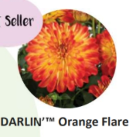 ЕВРО Георгина Darlin Orange Flare укорененный ЕВРО черенок февраль поставка 21
