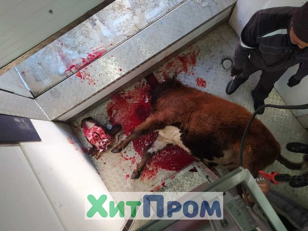 Передвижная линия убоя КРС до 10 голов/смена и МРС до 100 голов/смена. р.Тыва