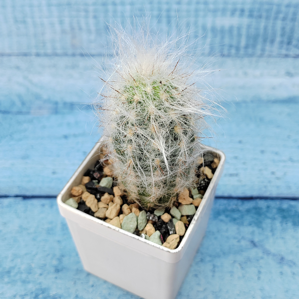 Espostoa Lanata (Эспостоя)