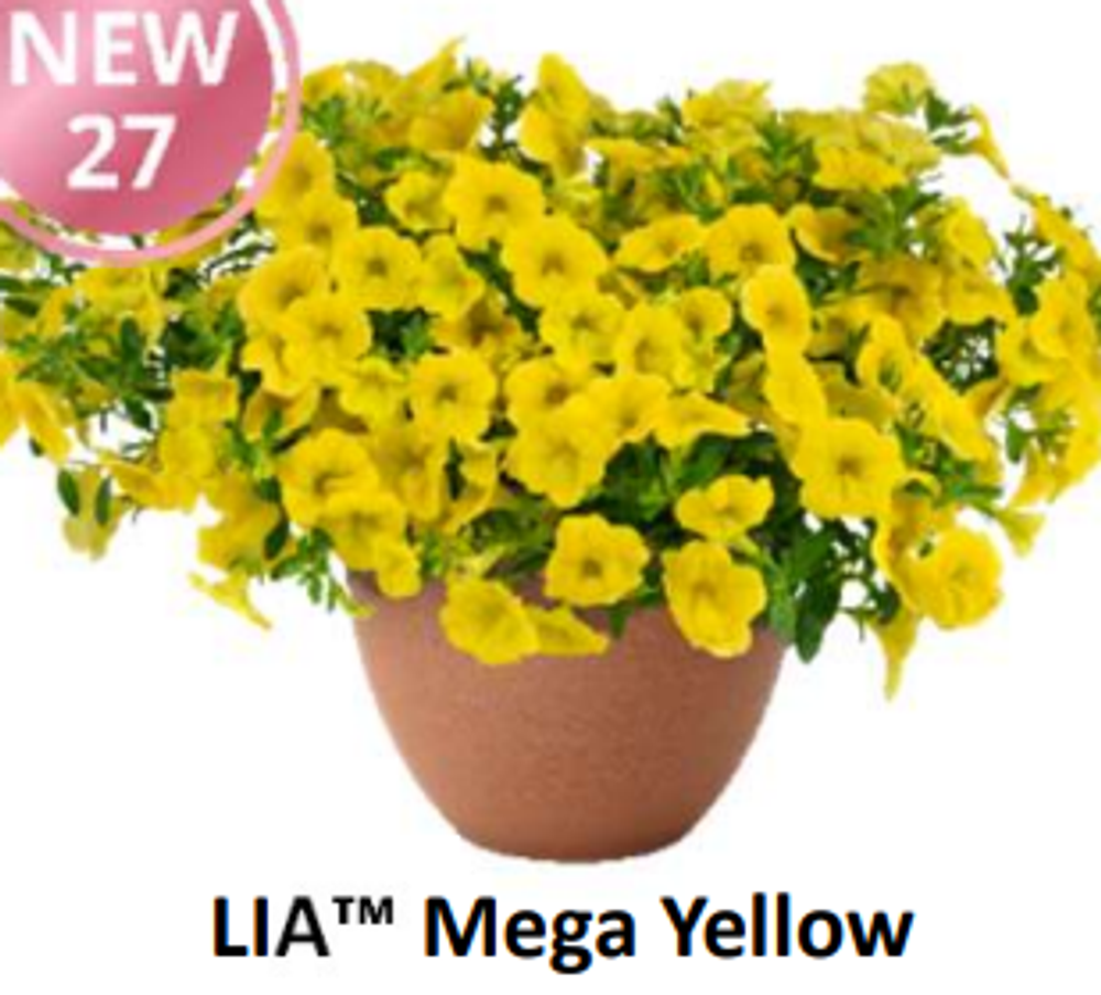 НОВИНКА 2027 ЕВРО Калибрахоа LIA Mega Yellow укоренный черенок начало января поставка 9