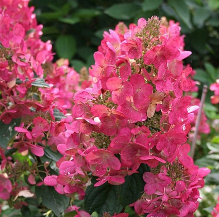 Гортензия метельчатая Мэджикал Везувио - Магический Везувий (Hydrangea paniculata Magical Vesuvio')