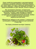Пилея монетчатая ампельная