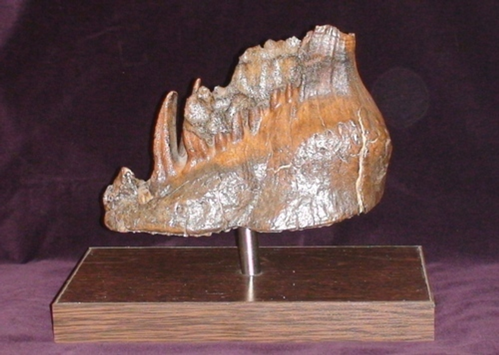 Зуб мамонта (Fossil mammoth tooth)