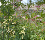 Горец растопыренный. Polygonum divaricatum.