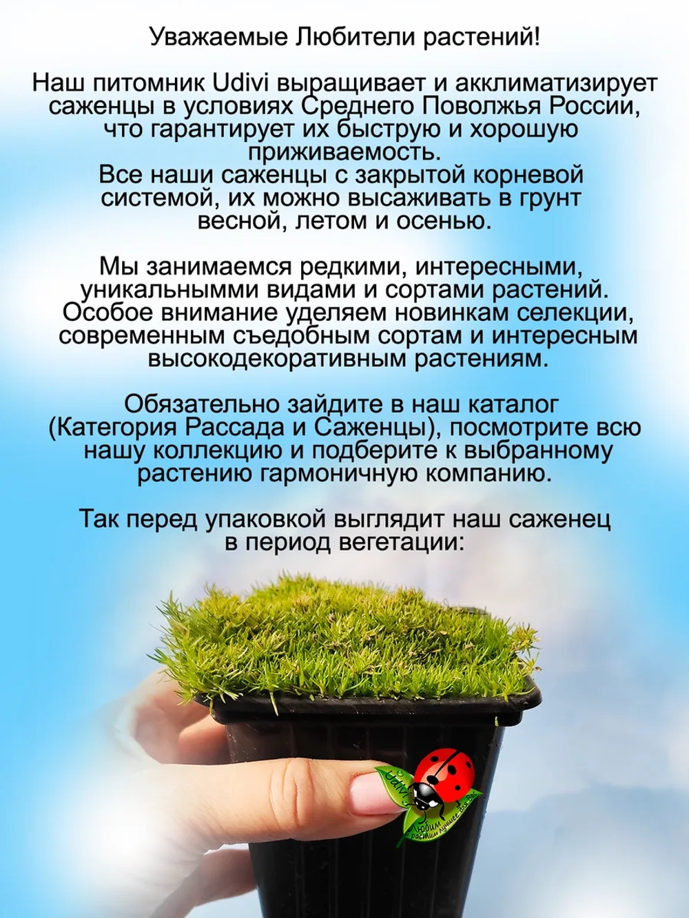 Мшанка Лайм Мосс шиловидная ирландский мох