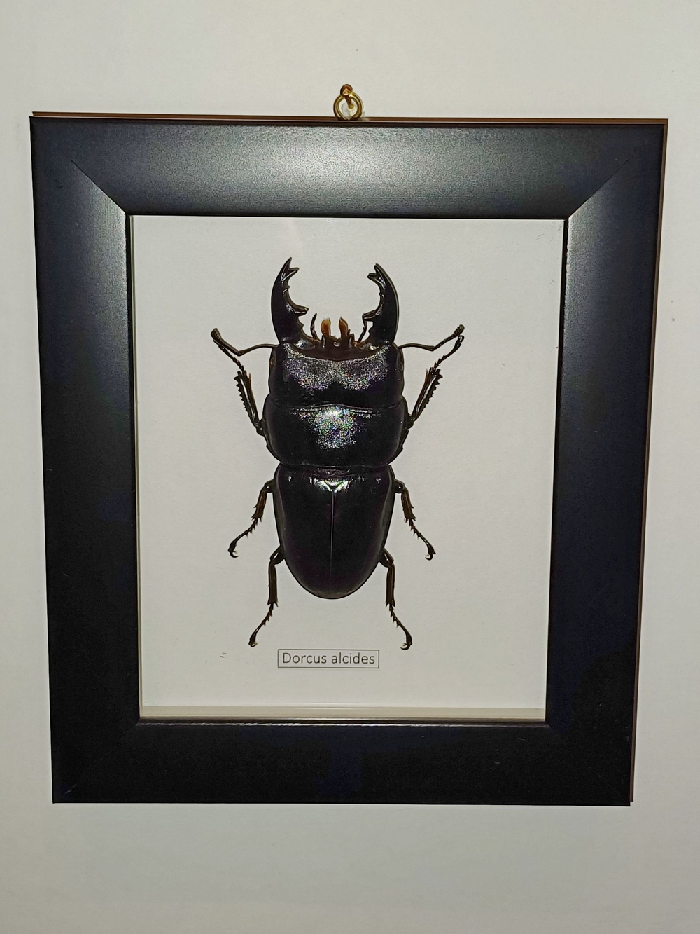 Жук-Рогач Dorcus alcides