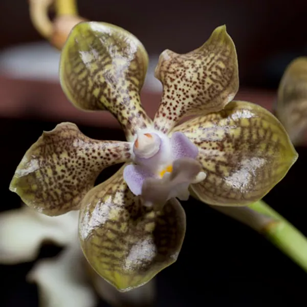 Орхидея Ванда (Vanda orchid) ароматная #2