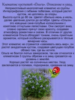 Клематис Ольга кустовой