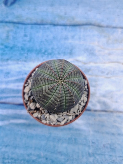 Euphoria Obesa (Эуфорбия)