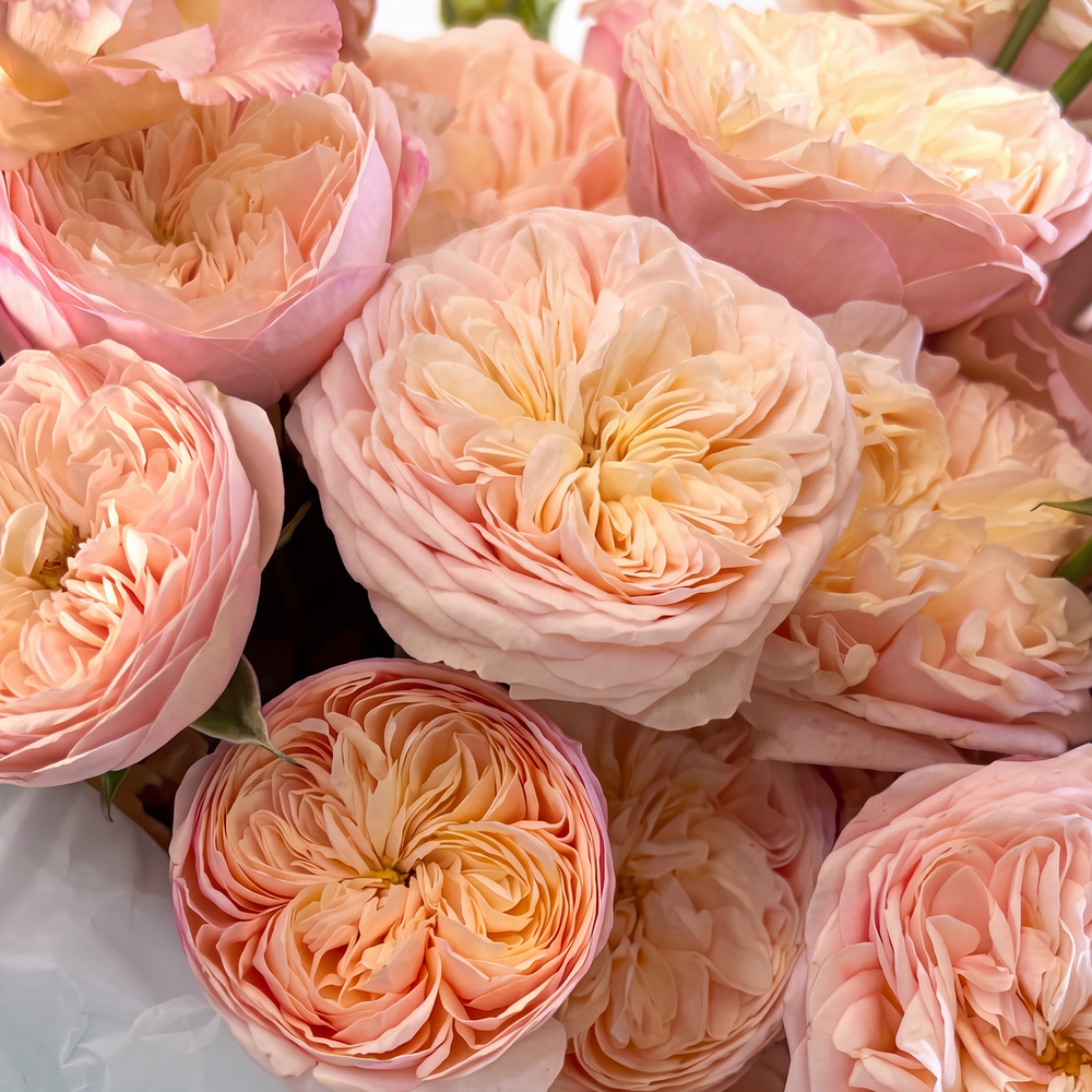 Tiffany Blush S: компактный букет с пионовидными розами Royal Blush