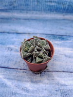 Faucaria Tuberculosa (Фаукария)