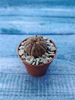 Euphoria Obesa (Эуфорбия)