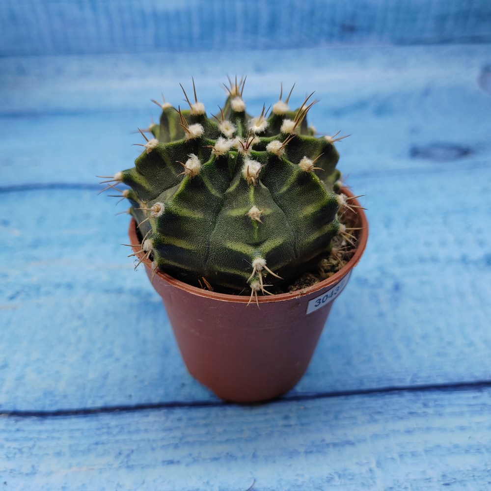 Gymnocalycium Friedrichii (Гимнокалициум)