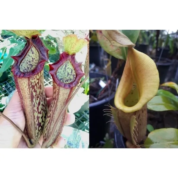 Непентес Nepenthes [(Rokko x boschiana)x northiana] x veitchii семена 3 шт