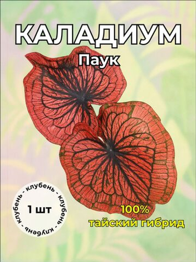 Каладиум "Паук" клубень