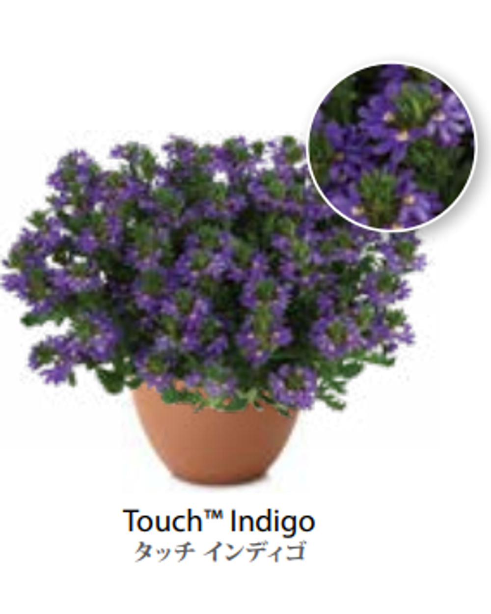 ЕВРО Сцевола Indigo Touch укорененный ЕВРО черенок февраль поставка 11