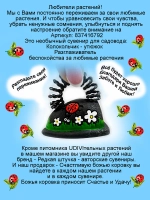 Седум очиток Шоколад