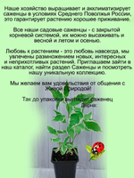 Дёрен белый Элегансима кустарник многолетний