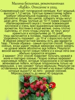 Малина Рафики бесшипная ремонтантная