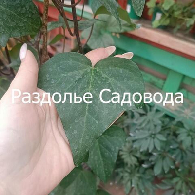 Плющ колхидский Дентата