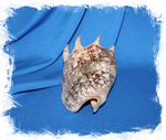 Cymbiola imperialis