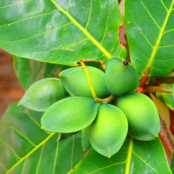 Индийский миндаль (Terminalia catappa) семена 1 шт.