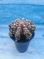 Gymnocalycium T-Rex Pink hybrid (Гимнокалициум T-rex)