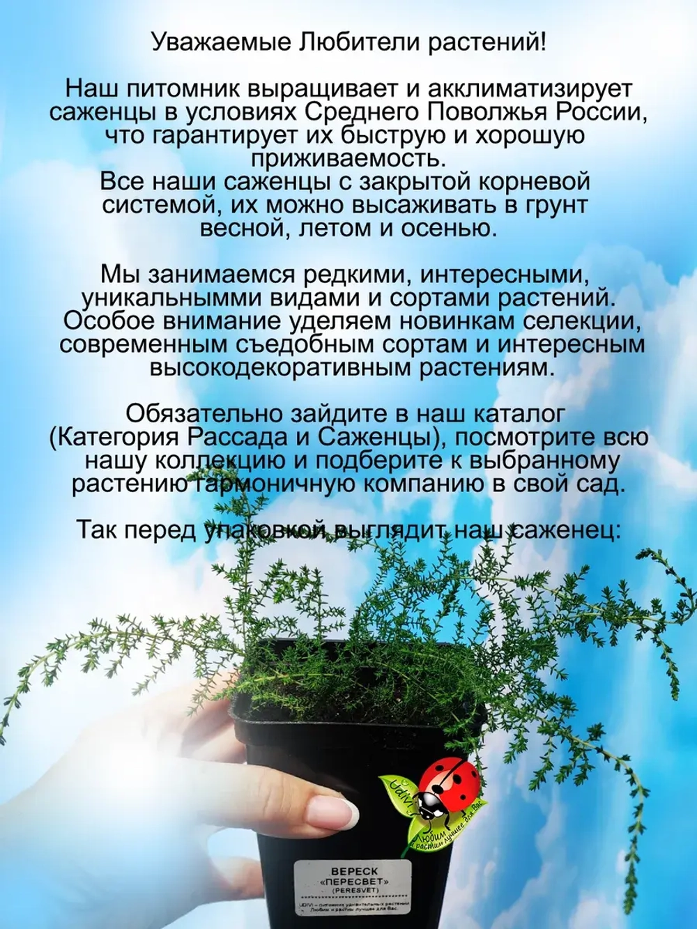 Вереск Пересвет зимостойкий