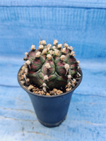 Gymnocalycium T-Rex Pink hybrid (Гимнокалициум T-rex)
