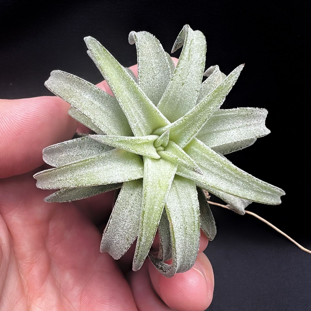 Тилландсия ionantha var. vanhyningii Jumbo, атмосферное растение