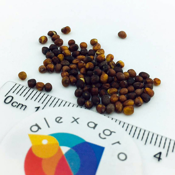 Бести F1 семена капусты брокколи (Syngenta  ALEXAGRO) семена – фото 4