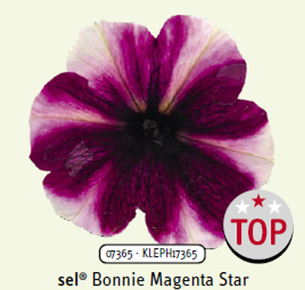 ЕВРО Петуния Bonnie Magenta star укорененный черенок ОКС