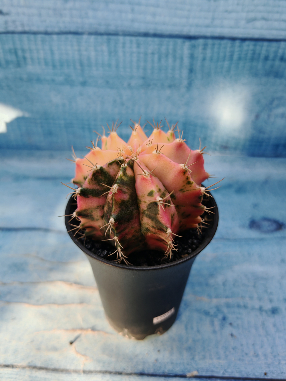 Gymnocalycium Variegata (Гимнокалициум Вариегатный)