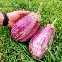 Баклажан Греческий Полосатый Гигант