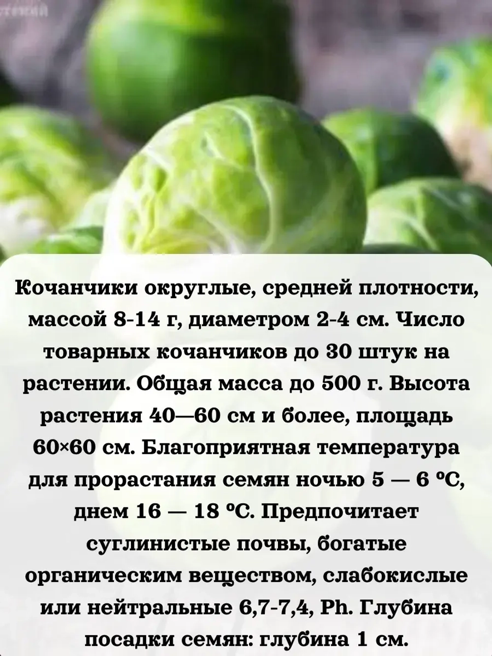 Семена Капуста брюссельская Сапфир 5гр