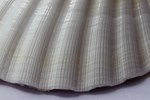 Раковина Пектен Албикан (Pecten albicans) двустворчатая (склеена), 9-12см, 1шт