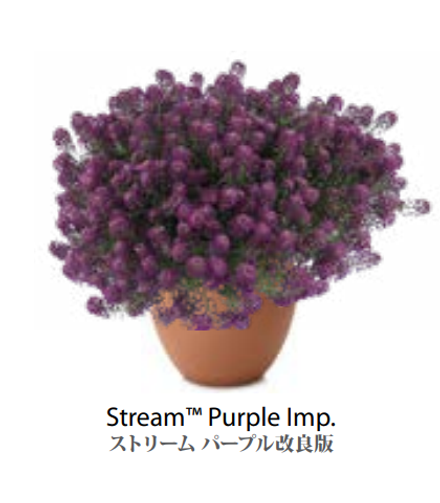 ЕВРО Лобулярия (Алиссум) Stream Purple Imp. укорененный ЕВРО черенок НАЧАЛО ЯНВАРЯ поставка 5
