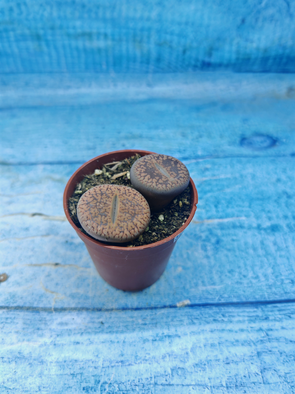 Lithops sp. (Литопсы)