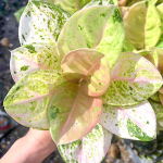 Аглаонема GAMLAI THONG / PINK EMERALD