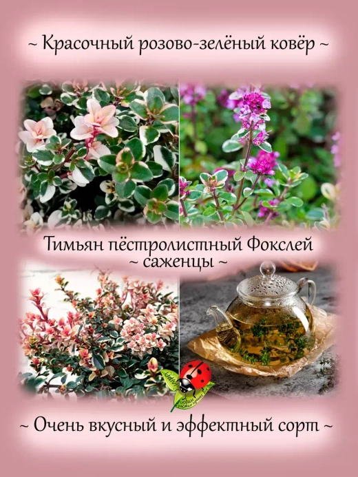 Тимьян Фокслей чабрец пёстролистный