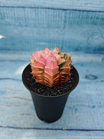 Gymnocalycium Variegata (Гимнокалициум Вариегатный)