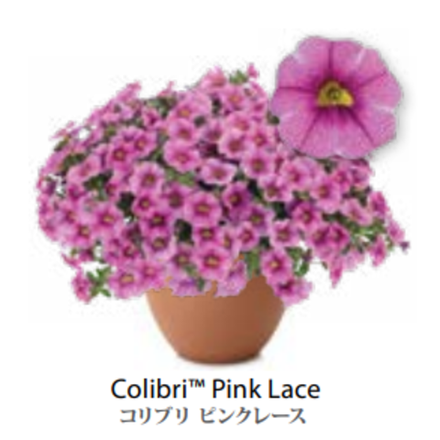 ЕВРО Калибрахоа COLIBRI Pink Lace укоренный черенок МАРТ поставка 22