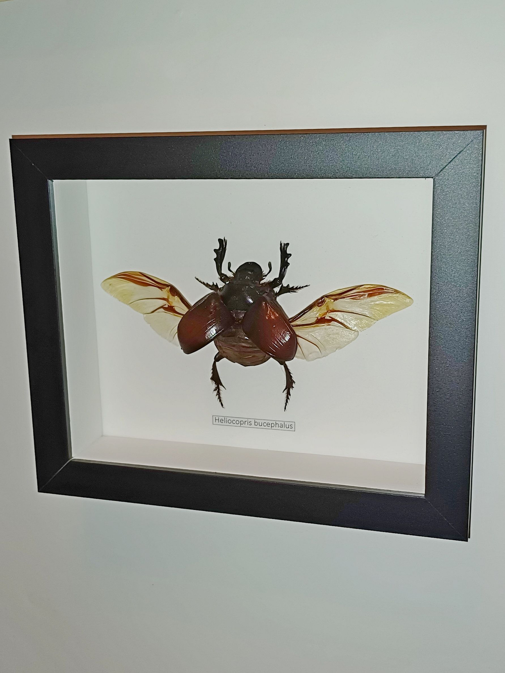 Жук Heliocopris bucephalus в рамке
